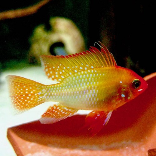 Apistogramma ramirezi gold - Südamerikanischer schmetterlingsbuntbarsch gold M